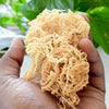 RAW WILD CRAFTED IRISH MOSS